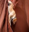 Super Dog!