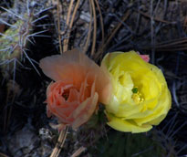Death Hollow Blooms